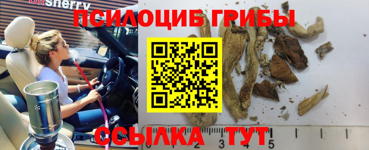 Чехов  купить  сайты  Вход с VPN  Псилоцибиновые грибы Psilocybine cubensis 